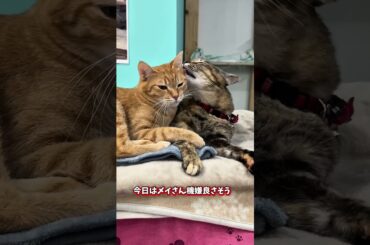 チャイさんの暮らし132。