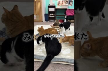 チャイさんの暮らし141。