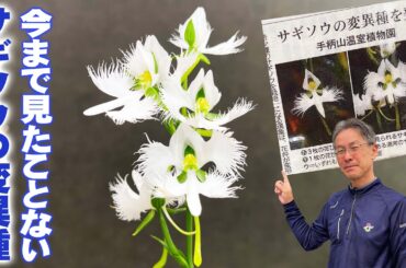 【ニュースで話題の】希少種サギソウに珍しい変異種が発見！長年栽培している植物園でも見たことがない驚きの姿とは【手柄山温室植物園】