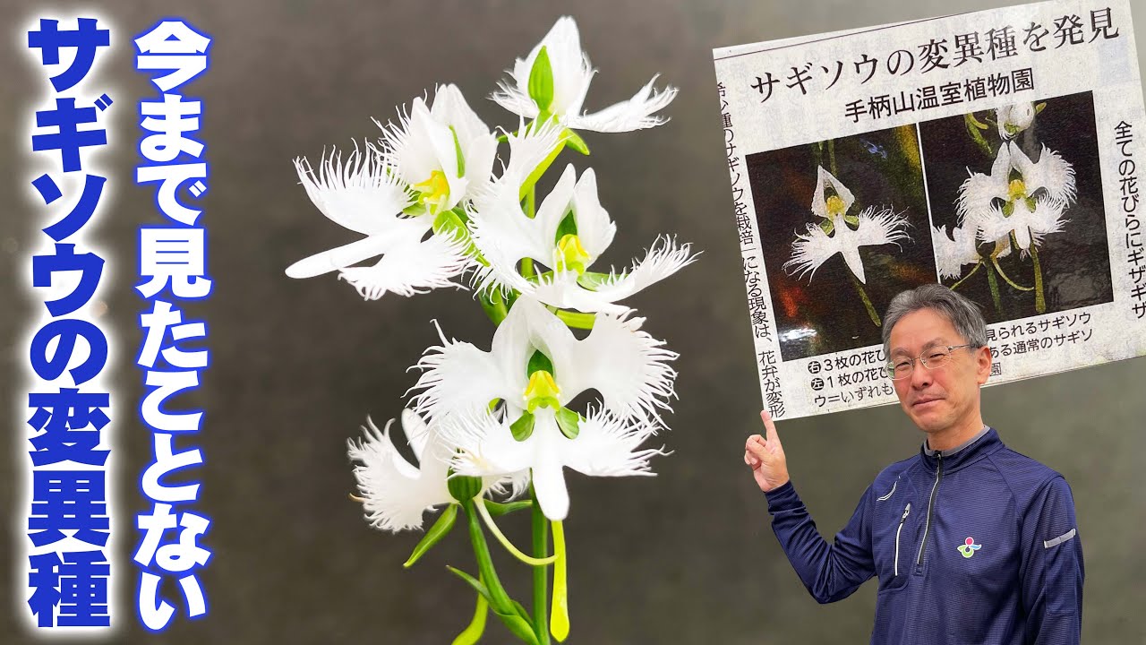 【ニュースで話題の】希少種サギソウに珍しい変異種が発見!長年栽培している植物園でも見たことがない驚きの姿とは【手柄山温室植物園】 【ニュースで話題の】希少種サギソウに珍しい変異種が発見!長年栽培している植物園でも見たことがない驚きの姿とは【手柄山温室植物園】