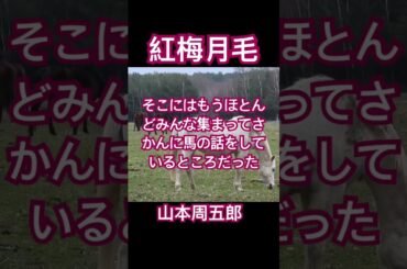 【朗読】美少女が連れて来た名馬ではなく、みすぼらしい馬で名馬比べに出ようと...【山本周五郎　紅梅月毛】 #朗読 #読み聞かせ #時代小説  #オーディオブック