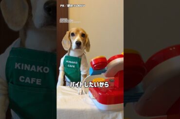 『証明写真を撮りに来た犬。』