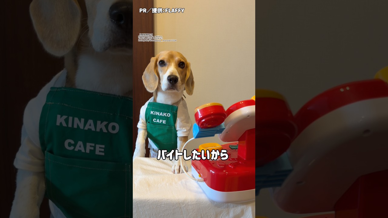 『証明写真を撮りに来た犬。』 『証明写真を撮りに来た犬。』