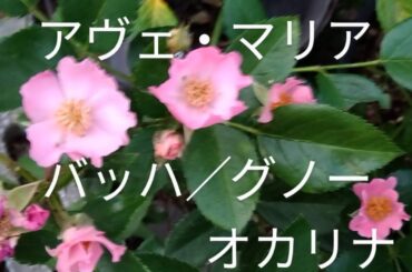 アヴェ・マリア　バッハ／グノー　オカリナ