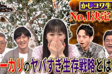 かしコワ生物No.1決定戦 ユーカリのヤバすぎ生存戦略とは!?｜#サンドウィッチマン＆芦田愛菜の博士ちゃん #TVer で最新話配信中！