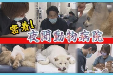 最後の砦「夜間動物病院」命をつなぐ瞬間に密着　次々やってくる急患　北海道唯一の救急医療の現場