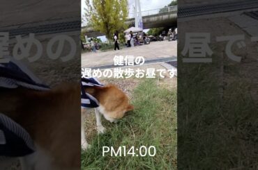 9月28日 健信と深北緑地 LOVE PET FESTAに出店しました #柴犬 #老犬介護 #散歩 #shibainu #shiba  #深北緑地