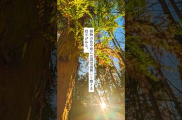 ストレスをかんじたら、森のコテージに来てね(^^) #tinyhouse #camping #コテージ #travel