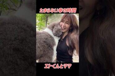 祝🎊170万回再生❤️癒し動画💕エトくんとママのたまらない時間🐶 #木村ファミリー #かわいい #工藤静香 #癒し #木村拓哉