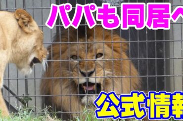 のんほいパークのライオン三つ子❤️パパ・アースと同居練習スタート😍