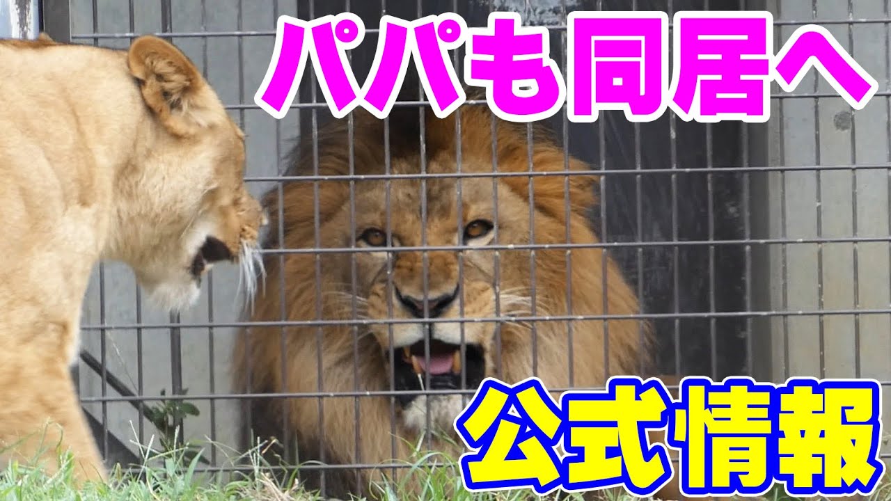 のんほいパークのライオン三つ子❤️パパ・アースと同居練習スタート😍 のんほいパークのライオン三つ子❤️パパ・アースと同居練習スタート😍