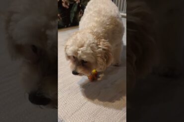 新しいおもちゃ❤(ӦｖӦ｡) 🐓#トイプードル #マルプー#dog #family #可愛い #犬のいる生活 #おもしろ #shorts #japan