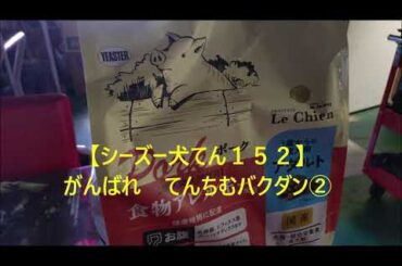 【シーズー犬てん１５２】がんばれてんちむ②