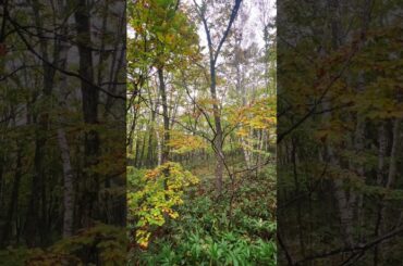 蓼科森の朝　#秋　#紅葉🍁　#森