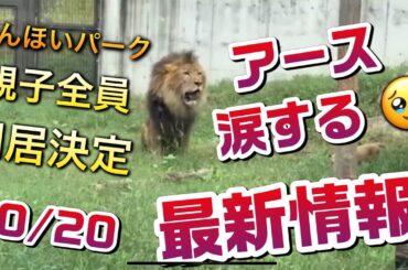 親子全員🦁10/21より同居決定㊗️アース涙する🥹【のんほい㊗️最新情報】 #のんほいパーク #シルク #三つ子 #ライオン #アース #旭山動物園 #のんほいパーク #桐生が岡動物園 #安佐動物園