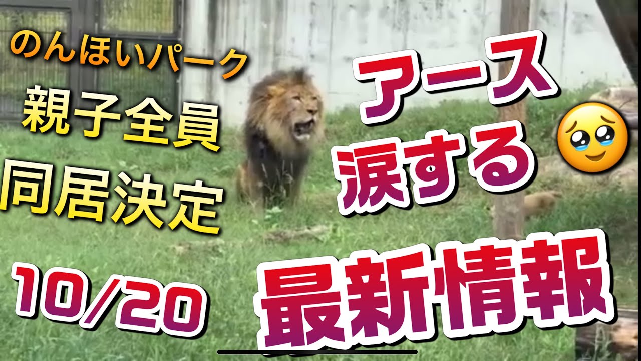 親子全員🦁10/21より同居決定㊗️アース涙する🥹【のんほい㊗️最新情報】 #のんほいパーク #シルク #三つ子 #ライオン #アース #旭山動物園 #のんほいパーク #桐生が岡動物園 #安佐動物園 親子全員🦁10/21より同居決定㊗️アース涙する🥹【のんほい㊗️最新情報】 #のんほいパーク #シルク #三つ子 #ライオン #アース #旭山動物園 #のんほいパーク #桐生が岡動物園 #安佐動物園