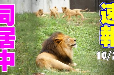 ライオン三つ子、ついにお父さんと同居開始！のんほいパーク感動の瞬間🦁✨
