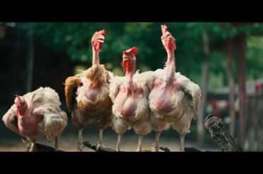 映画『雌鶏』予告編