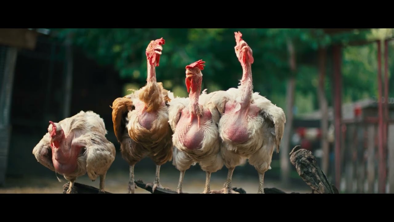 映画『雌鶏』予告編 映画『雌鶏』予告編