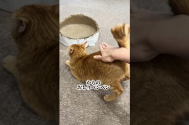 チャイさんの暮らし139。