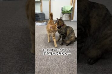 チャイさんの暮らし144。