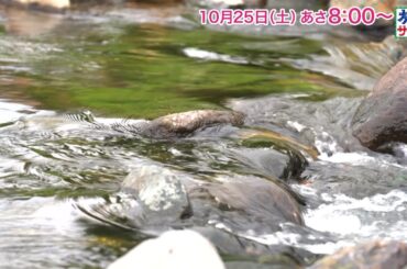 ロコレコは矢吹奈子！ゲストの旅は浜野謙太！「旅サラダ」10月25日（土）放送