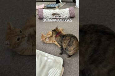 チャイさんの暮らし143。