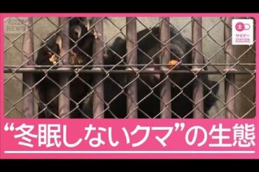 “冬眠しないクマ” 各地で出現の懸念「食べ続ければ…」知られざる生態を観察【サタデーステーション】(2025年10月25日)