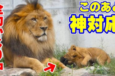 パパの尻尾、かじられ中🦁激怒かと思いきや…まさかの神対応❤️