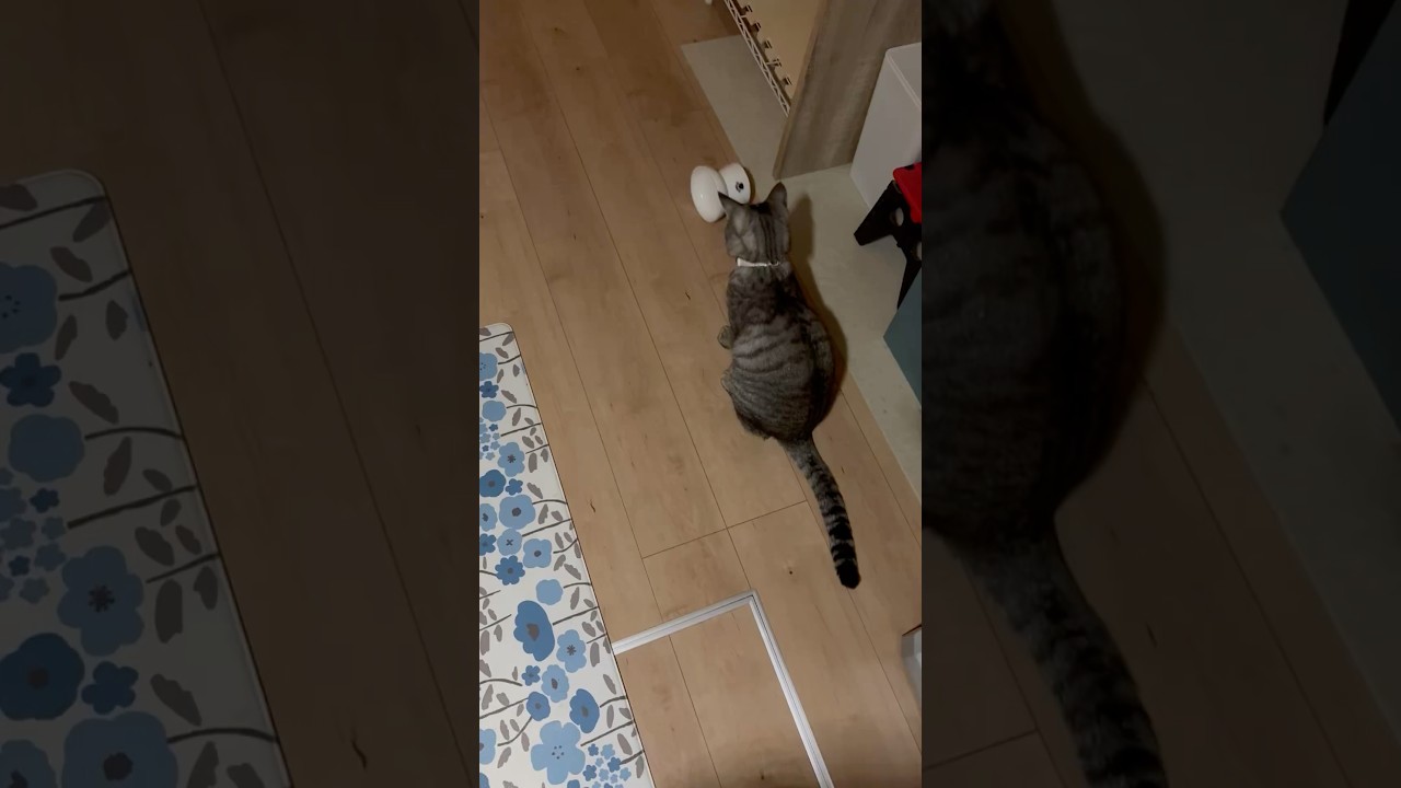 【のあちゃん】飯要求で器をひっくり返して遊ぶ一歳のキジトラ猫ちゃん