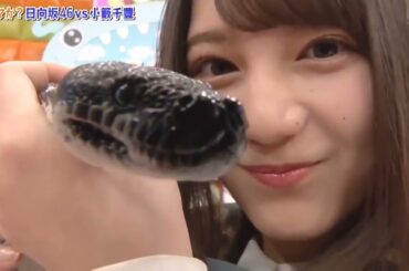 ヘビが好きな小坂菜緒