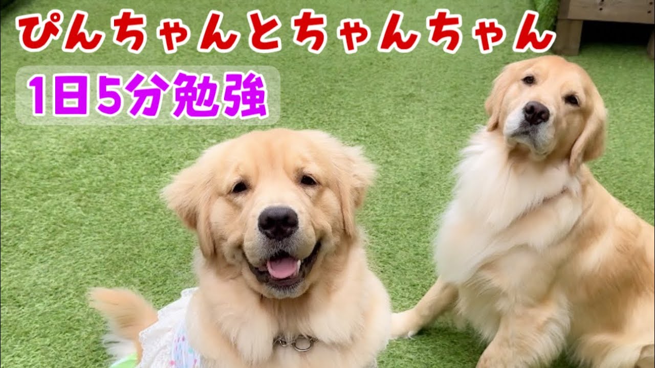 ぴんちゃんとちゃんちゃんの1日5分勉強