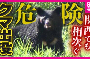 【関西でもクマ注意】“ここには生息してなかったのに”京都の「空白地」にもクマ出没！クマ被害は過去最悪に「夢にも思わなかった」と遭遇した男性　市はノウハウ足りず対策苦慮〈カンテレNEWS〉