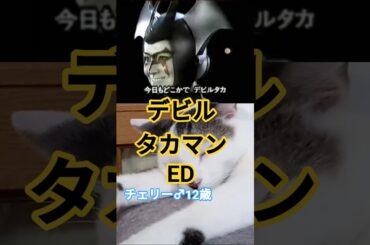【デビルタカマンED】「顔が似ている」だけで抜擢！小野みゆき版デビルマン『デビルタカマン』の魅力 FIVEニャンズ🐾 #おすすめ #shorts