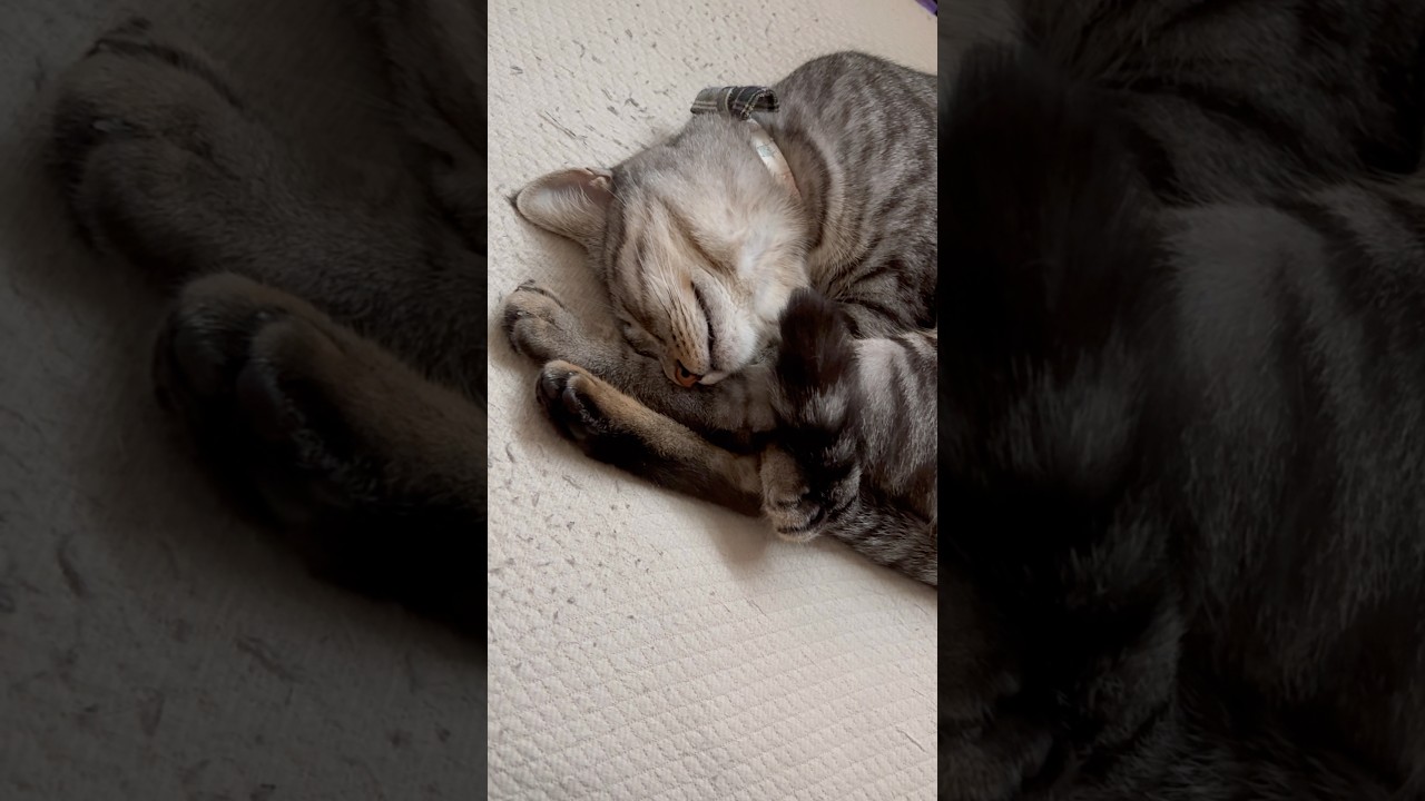 【のあちゃん】顎こちょこちょで昇天した一歳のキジトラ猫ちゃん