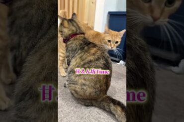 チャイさんの暮らし138。