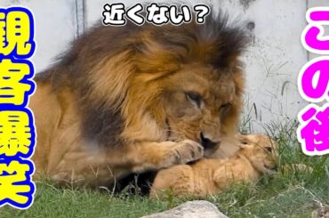 近くに来すぎた我が子を、やんわり押し戻すパパライオンが面白い🤣