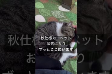 新しいお気に入り特に何も無いので日常生活ご紹介#cat #ねこ #猫 #ネコ #保護猫 #猫のいる暮らし #秋