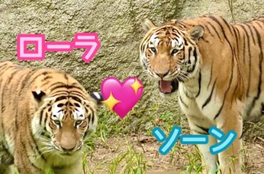ローラちゃんとソーンくんはいつまでもなかよしです【浜松市動物園】Amur tiger Lora-chan Son-kun Hamamatsu Zoo