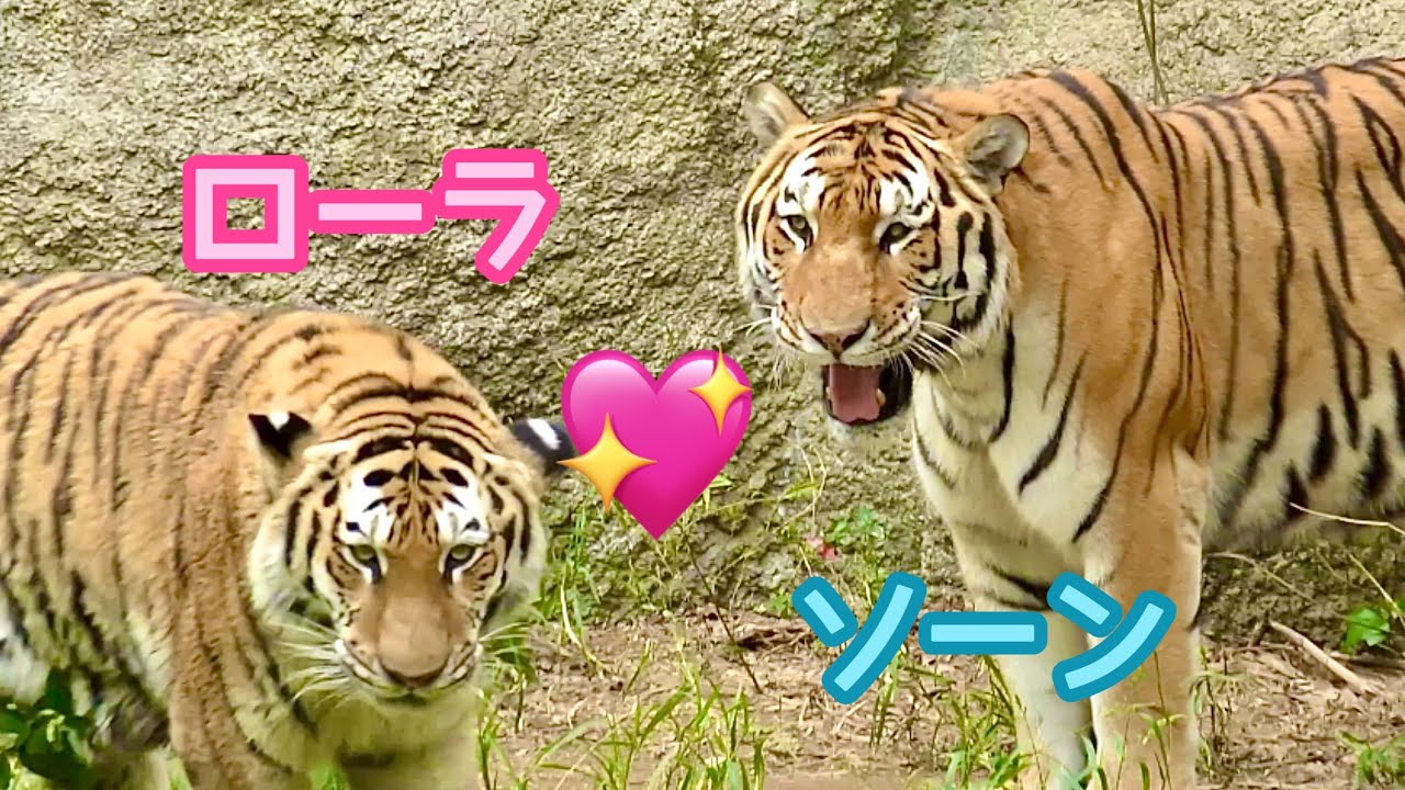 ローラちゃんとソーンくんはいつまでもなかよしです【浜松市動物園】Amur tiger Lora-chan Son-kun Hamamatsu Zoo ローラちゃんとソーンくんはいつまでもなかよしです【浜松市動物園】Amur tiger Lora-chan Son-kun Hamamatsu Zoo