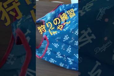 小柄なベンガル猫の本気の狩り？！ #cat #ねこ #猫のいる暮らし #保護猫  #ネコ＃short＃大谷翔平＃ドジャーズ #にゃんこ  #猫好きさんと繋がりたい #猫 #猫のいる生活