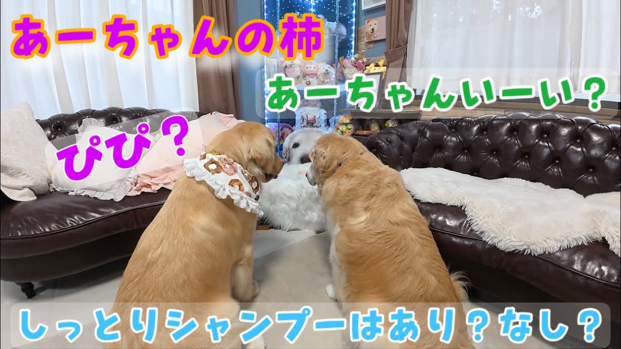 【あーちゃんの柿】先週使ったしっとりシャンプーはあり？なし？