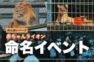 【のんほいパーク】赤ちゃんライオン命名イベント