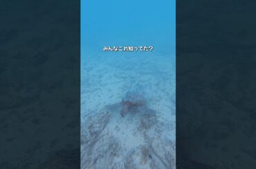 【まさかの出会い】沖縄でマジで参加した方が良いツアーが最高すぎるから紹介してみる！《沖縄旅行・観光・旅行・Okinawa》#沖縄#沖縄旅行#シュノーケル#okinawa#travel#trip