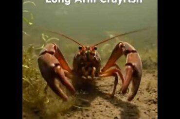 テナガザリガニは体長の二倍を超える長いハサミを持つ変異種。長腕は岩の隙間の餌を効率よく掴むために進化したとされ、苔や小生物を捕らえる姿から「長腕の幻獣」と呼ばれる。#ai生成 #変異種