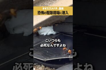 【オオスズメバチ】恐怖の駆除現場に潜入