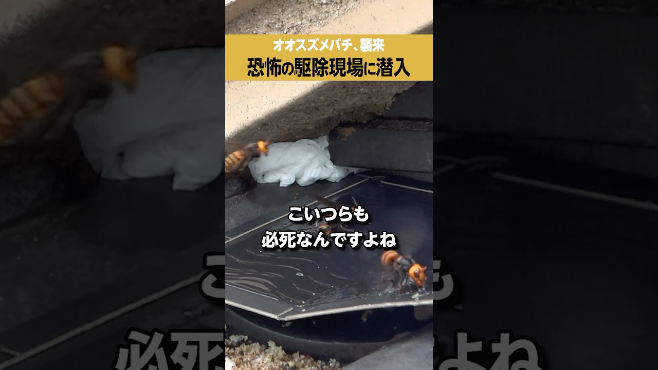 【オオスズメバチ】恐怖の駆除現場に潜入 【オオスズメバチ】恐怖の駆除現場に潜入