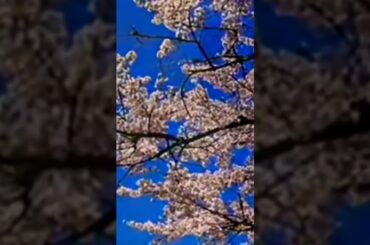 サヨナラの橋／渡辺麻友