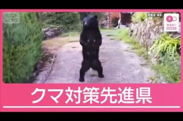 “全国で唯一”個体数管理のクマ対策先進県　被害最小限・兵庫県の「3つの対策」とは【サタデーステーション】(2025年11月8日)