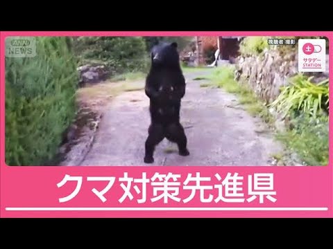 “全国で唯一”個体数管理のクマ対策先進県 被害最小限・兵庫県の「3つの対策」とは【サタデーステーション】(2025年11月8日) “全国で唯一”個体数管理のクマ対策先進県 被害最小限・兵庫県の「3つの対策」とは【サタデーステーション】(2025年11月8日)